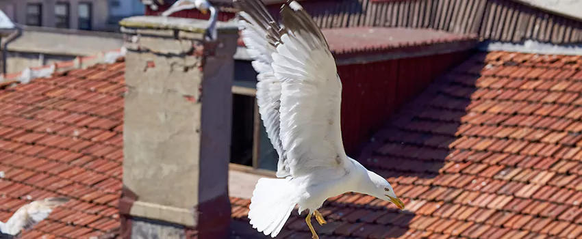 Residential Chimney Animal Removal Solution in Ridgecrest, CA