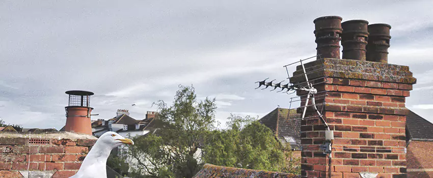 Chimney Cleaning And Restoration in Ridgecrest, California